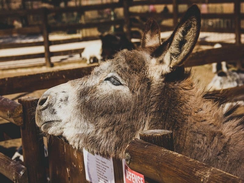 Ferme animalière d'Auriol - ©