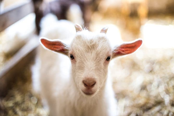 Chèvre Ferme pédagogique de Claudine