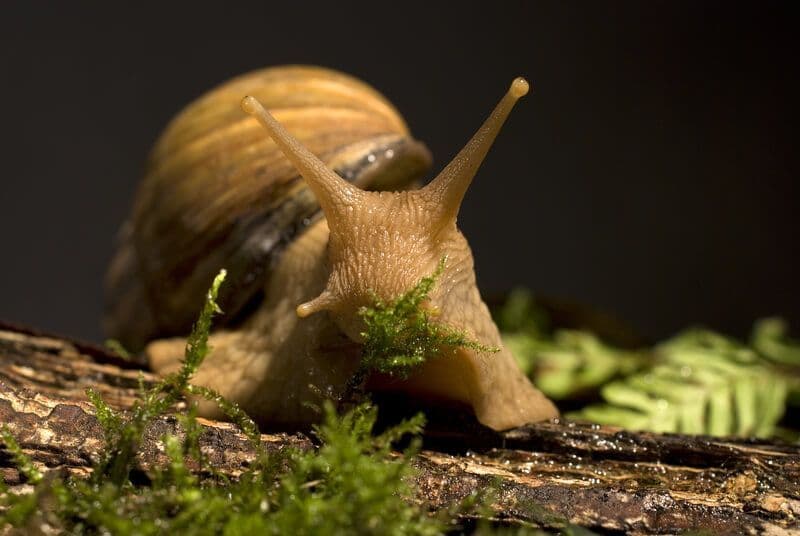 ESCARGOT.jpg