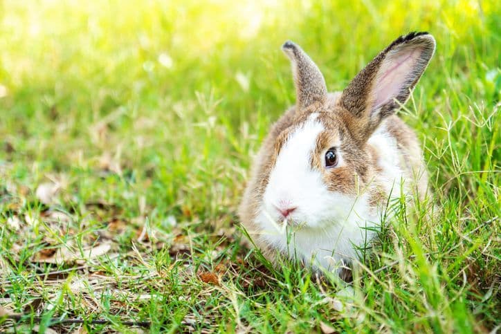 Lapin ferme pédagogique