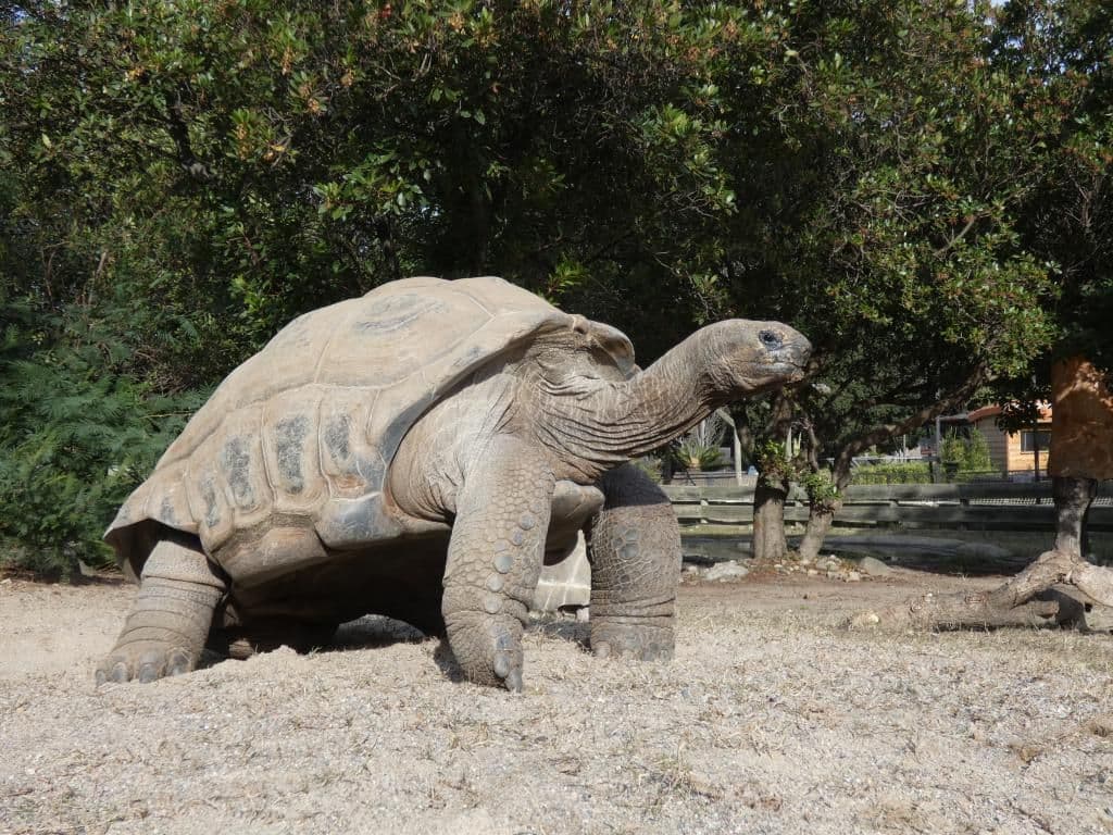 La Vallée des Tortues - ©