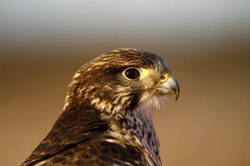 Rapace du fauconnier Libre Maquis pour Hideal