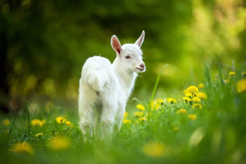 La ferme de Justine - chèvre dans la nature - hideal