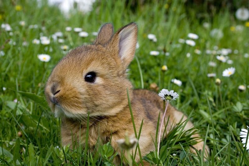 Petit lapin de la Ferme de charly - hideal