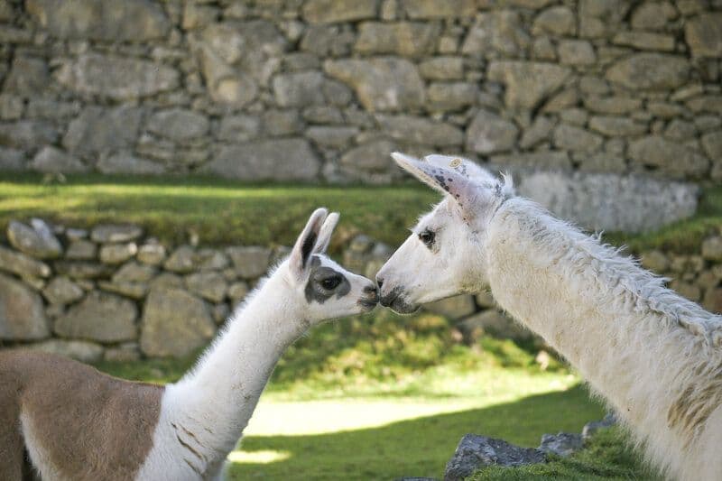Les lamas de salagine deux lamas s'embrassent - hideal
