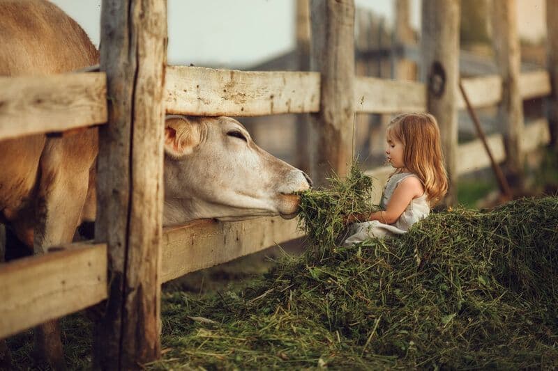 Enfant donne du foin à une vache à la ferme des Loupiots - Hideal