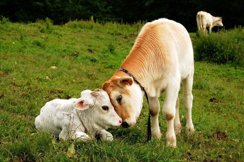 VACHE.jpg