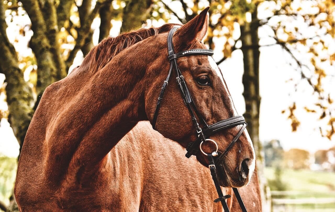 horse-3609347_1280 (1).jpg