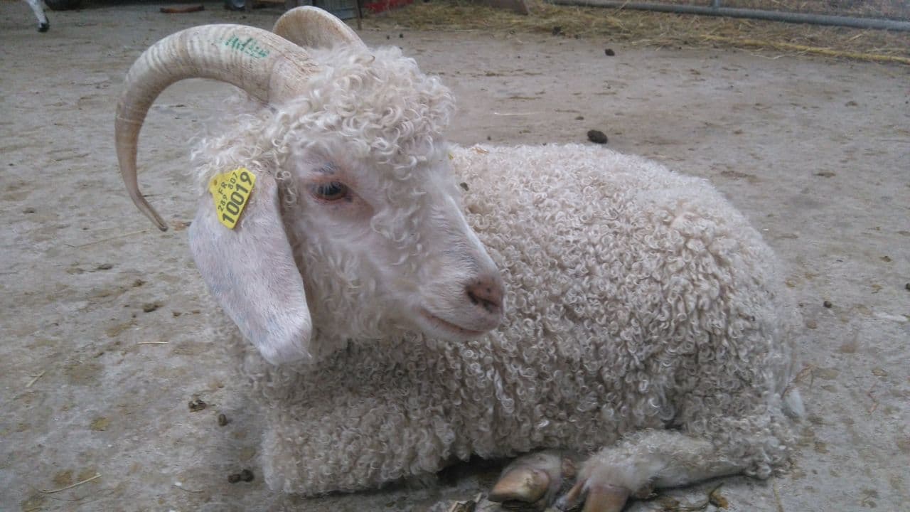 Le Mohair de la Côte d’Émeraude - ©