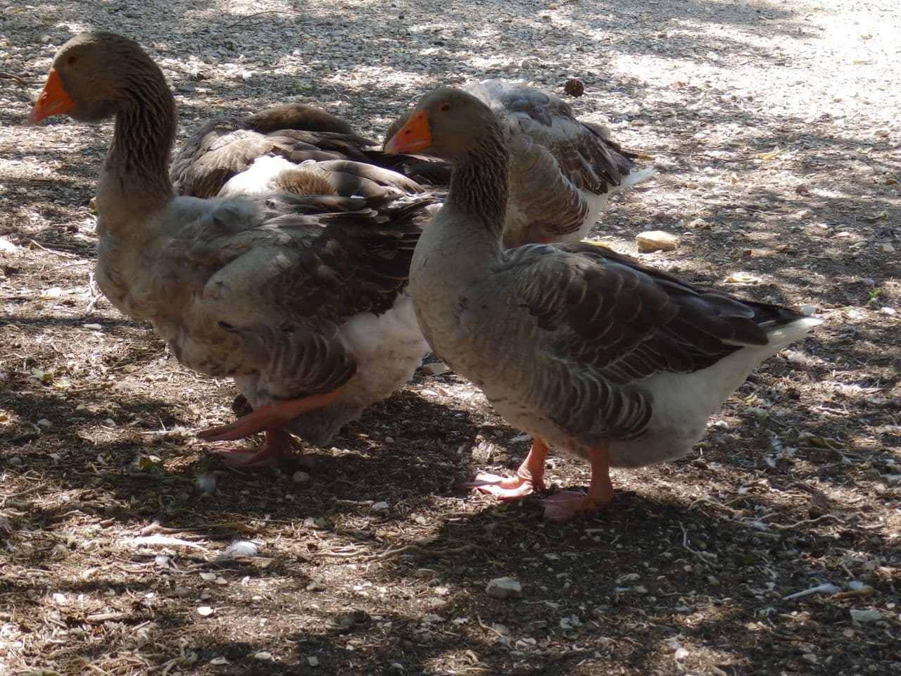 FERME PÉDAGOGIQUE DU PARC DE FIGUEROLLES pour Hideal