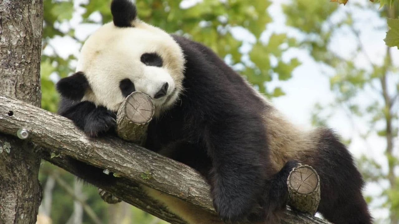 ZooParc de Beauval - Top 5 des plus beaux parcs animaliers de France - HiDeal