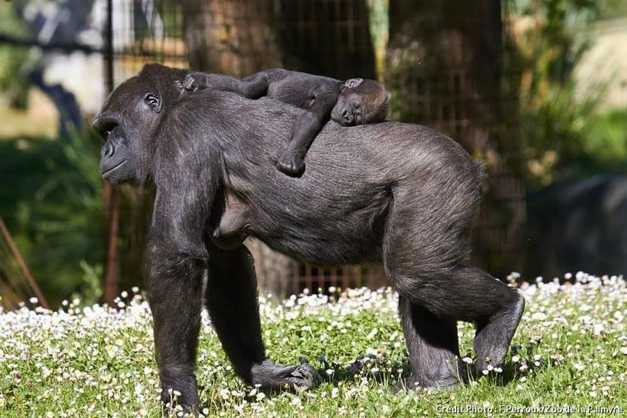 Le zoo de la Palmyre - Top 5 des plus beaux parcs animaliers de France - HiDeal