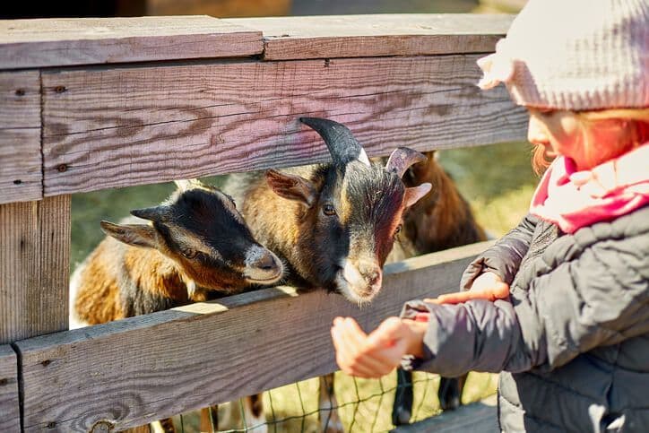 photo chèvres et enfant pour hideal