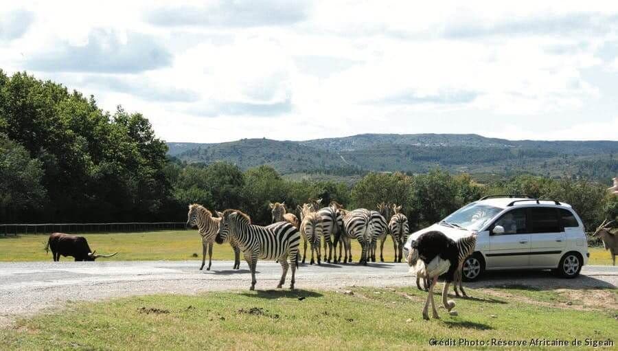 Réserve Africaine de Sigean - Top 5 des plus beaux parcs animaliers de France - HiDeal