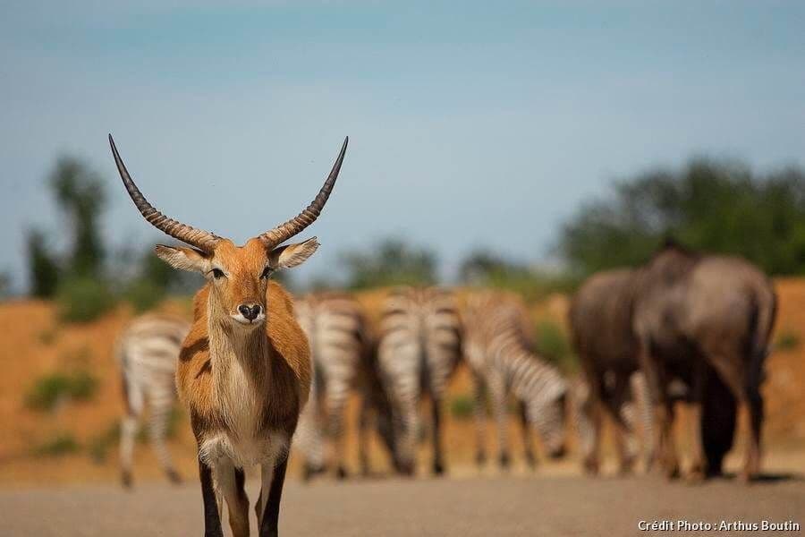 Safari de Peaugres - Top 5 des plus beaux parcs animaliers de France - HiDeal