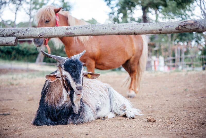 tiny poney chèvre.jpg