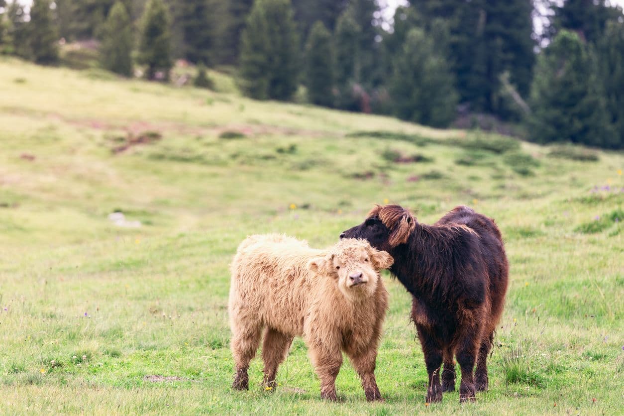 Le ZooParc du Cannet des Maures - Ferme pédagogique