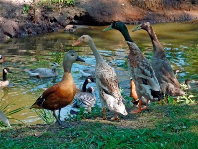 Animalia Parc - ©