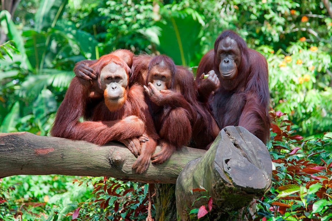 Zoo du Bassin d'Arcachon - ©