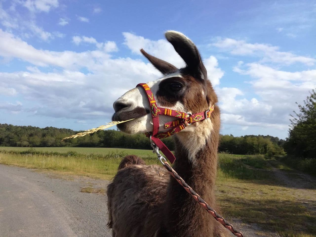 Rencontre et balade avec un lama - ©