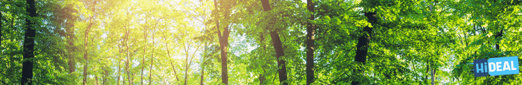 Nature forêt pour image en tête hideal ferme pédagogique